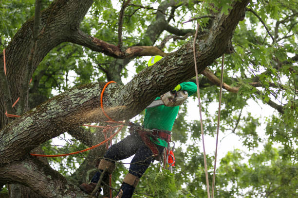 Best Tree Risk Assessment  in Maywood, IL